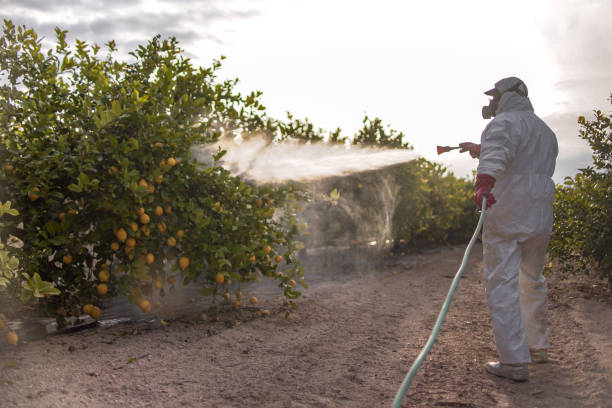Best Bed Bug Extermination  in Walden, TN