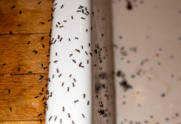 Flea Control Services in Walden, TN