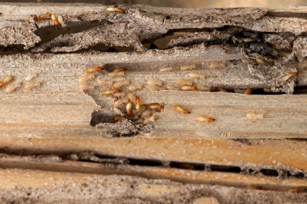 Best Wildlife Control Services  in Walden, TN